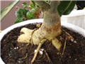 adenium