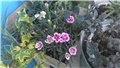 moj balkon