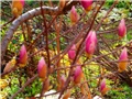 magnolija