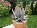 Aloe ferox