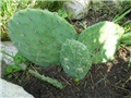 opuntia