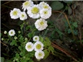 tanacetum bijeli