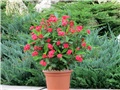 euphorbia milli