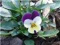 Maćuhica (Viola)