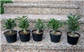 Adenium obesum - sijanci,  travnj 2012