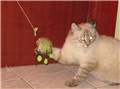 Moji miceki