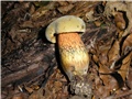 Boletus?