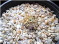 pachypodium brevicaule