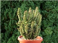 Austrocylindropuntia subulata monstrosa