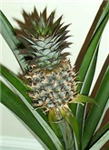 Ananas comosum