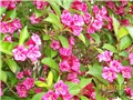 Weigela