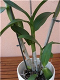 Orhideja Drenobium