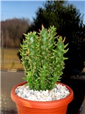 Opuntia subulata