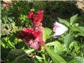 Celosia