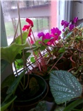 cyclamen