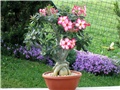 Adenium obesum