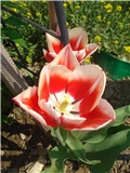 Tulipani