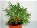 thuja?1