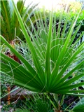 palme