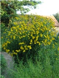 Helenium