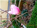 magnolija