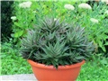 Haworthia limifolia