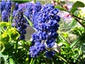 Muscari 