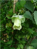 vilac lat.cobaea scandens