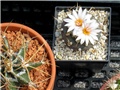 Turbinicarpus  schwarzii