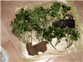 kalanchoe