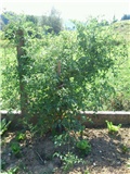 transparent_tomato