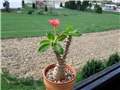 pachypodium baronii windsori