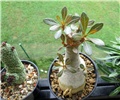 Adenium socotranum