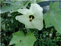 abelmoschus manihot