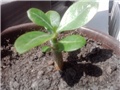 adenium