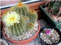 notocactus leninghausii 