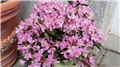 rododendron