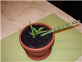 Sanseveria cylindrica