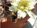 Bumbar  i  G.  schickendantzii