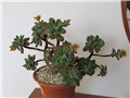 Echeveria pulvinata ruby