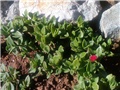 Sedum - Aptenia cordifolia