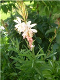 gaura