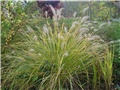 Pennisetum, Prosenjak