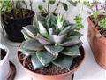 Echeveria purpusorum var. laui - Natalija