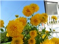 sunčana