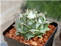 Obregonia denegrii
