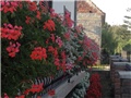pelargonije