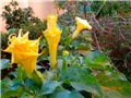 datura