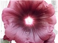 alcea rosea1