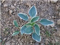 hosta 2